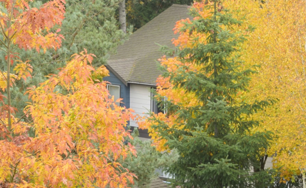Fall in the PNW